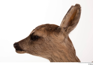 Deer doe head 0005.jpg